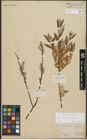 Foto von Salix repens L. x Salix viminalis L.